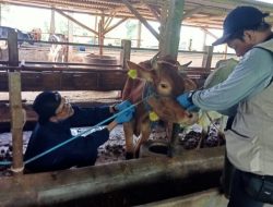 Pemkab Probolinggo Ambil 73 Sampel Darah Sapi Pasca-Vaksinasi PMK