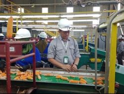 Dukung Kedaulatan Pangan, Produsen Benih Jagung Terbesar di Asia Pasifik Siapkan Benih Unggul Berkualitas