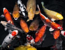 Ini Penyebab Ikan Hias Sering Mati Setelah Dibeli