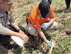 Heboh Rangka Manusia Ditemukan di Gending
