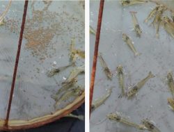 Luncurkan Produk Pakan Udang Bergizi