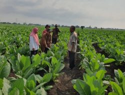 Virus TMV Serang Tembakau di Probolinggo, Lakukan Ini Agar Tidak Gagal Panen!