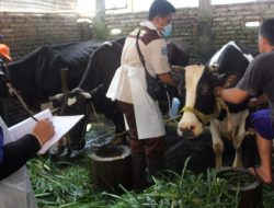 3.441 Sapi Sehat di Probolinggo Sudah Divaksin PMK