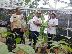 Program Petani Aren Mandiri Diharapkan Meningkatkan Ekonomi Warga Desa Kalianan