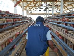 PLN Beri Bantuan 2.000 Ekor Ayam Dukung Program Zero Stunting Eggcellent di Kabupaten Malang