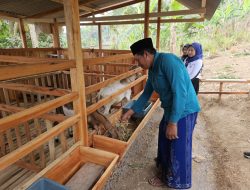 Salurkan Kambing Perah, PLN Nusantara Power UP Paiton kembangkan Peternakan Kambing Berkelanjutan