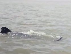 Cara Lihat Hiu Tutul dari Pantai Bentar