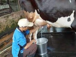 Ratusan Sapi Kena PMK, Produsen Susu Sapi Lockdown