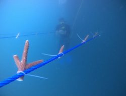 Inovatif, Transplantasi Karang dengan Metode Hanging Garden Coral Bank