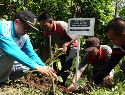 Tanam Ribuan Bibit Duren Montong di Pakuniran