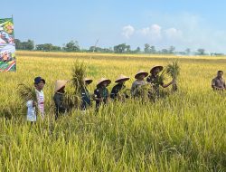 Forkopimda Gelar Panen Raya di Asembagus Kraksaan Dukung Ketahanan Pangan Nasional