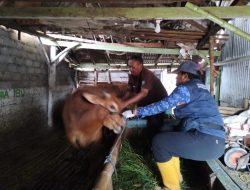 2.435 Sapi, 316 Kambing, dan 528 Domba di Probolinggo Telah Divaksin PMK Tahap II