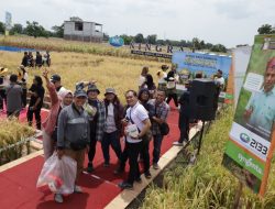 Syngenta Luncurkan Benih Padi Hibrida, Dukung Swasembada Beras Nasional
