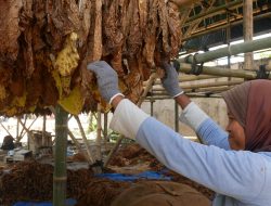 Pemkab Lumajang Biayai Pembangunan 54 Gudang Tembakau Lewat DBHCHT