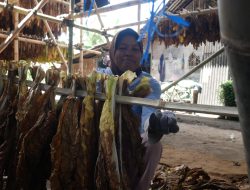 5.606 Buruh Tembakau Lumajang Dapat Perlindungan BPJS dari Dana Cukai