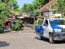 Pohon Mangga di Halaman Kantor KPU Kabupaten Probolinggo Tumbang, Timpa Kanopi dan Pos Satpam