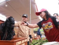 Kontes Domba Berhadiah Ratusan Juta Warnai Seven Lakes