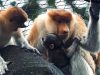 Kelahiran Bekantan Kedelapan di Batu Secret Zoo Warnai Peringatan Hari Primata Indonesia
