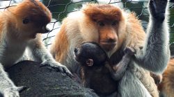 Kelahiran Bekantan Kedelapan di Batu Secret Zoo Warnai Peringatan Hari Primata Indonesia