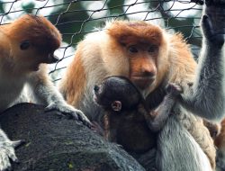 Kelahiran Bekantan Kedelapan di Batu Secret Zoo Warnai Peringatan Hari Primata Indonesia