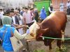 Sapi Milik Peternak Probolinggo Jadi Kurban Presiden Prabowo