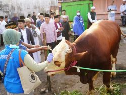 Sapi Milik Peternak Probolinggo Jadi Kurban Presiden Prabowo