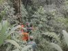 Medan Terjal dan Kabut Hambat Evakuasi Pendaki di Jurang Semeru, Tim SAR Tambahan Diterjunkan