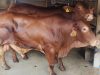 Harga Daging Sapi di Kota Malang Tembus Rp 160 Ribu, Pemkot Datangkan 100 Sapi Impor Australia