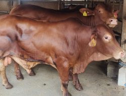 Harga Daging Sapi di Kota Malang Tembus Rp 160 Ribu, Pemkot Datangkan 100 Sapi Impor Australia