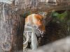 Enam Satwa Lahir, Batu Secret Zoo Perkuat Program Konservasi Ex-Situ