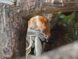 Enam Satwa Lahir, Batu Secret Zoo Perkuat Program Konservasi Ex-Situ