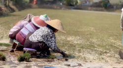 Potensi Desa Sukolilo Malang: Dari Pelestarian Budaya, Kampung Pancasila, hingga Ekspor Rumput Hias