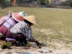 Potensi Desa Sukolilo Malang: Dari Pelestarian Budaya, Kampung Pancasila, hingga Ekspor Rumput Hias