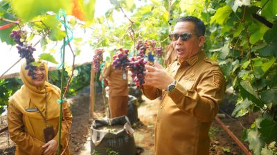 Hidupkan Lagi Budidaya Anggur, Target Jadi Ikon dan Kekuatan Ekonomi Baru