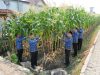 Sulap Area Brandgang Jadi Lahan Produktif, Lapas Kelas I Malang Panen Melimpah Jagung Manis