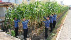 Sulap Area Brandgang Jadi Lahan Produktif, Lapas Kelas I Malang Panen Melimpah Jagung Manis