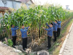 Sulap Area Brandgang Jadi Lahan Produktif, Lapas Kelas I Malang Panen Melimpah Jagung Manis
