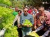 Lahan Pertanian Menyusut, Pemkot Malang Geliatkan Urban Farming Lewat Program RT Berkelas